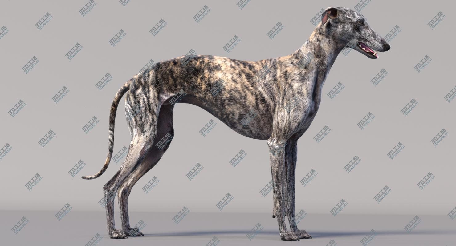 images/goods_img/2021040162/3D Greyhound (2)/2.jpg